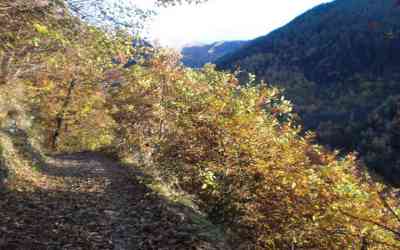 Strada Forestale (Premana)